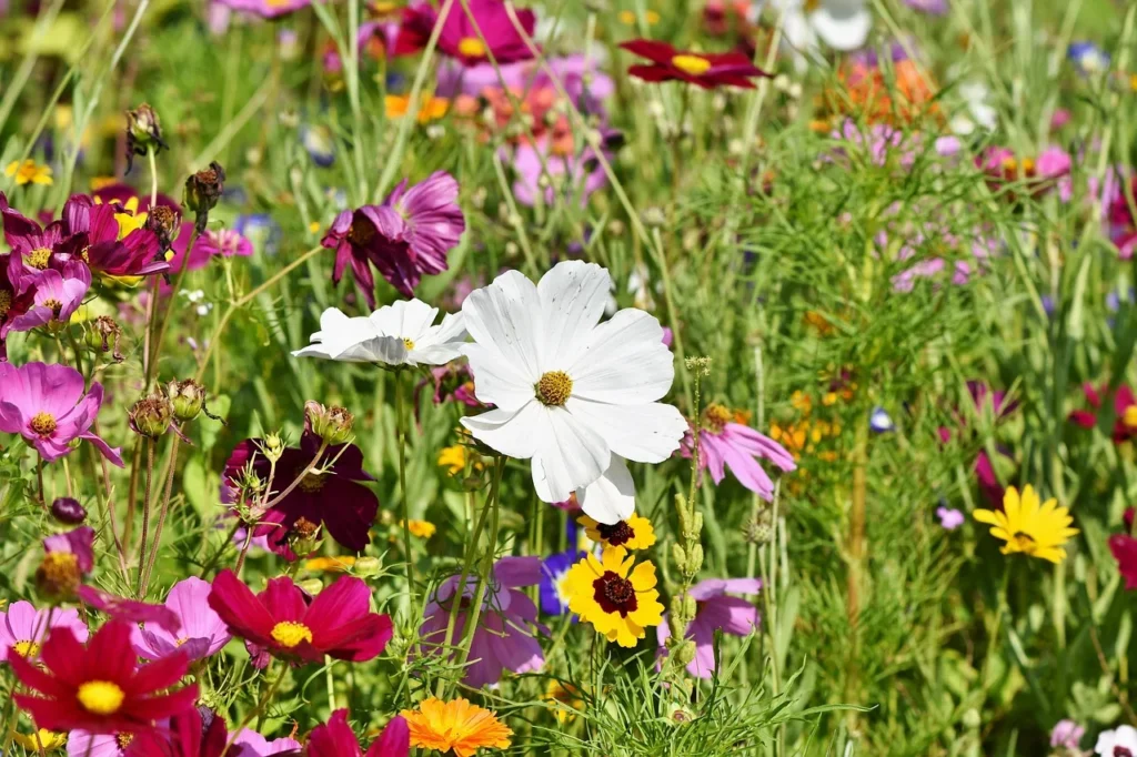 6 façons d’améliorer l’écologie de votre jardin